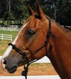 Knotted Poly Rope Training Halter, Yearling